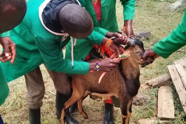 ear tagging (2) - Copy