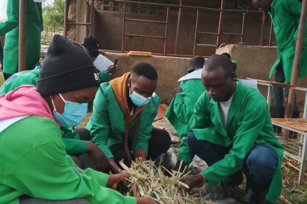 livestock feed formulation