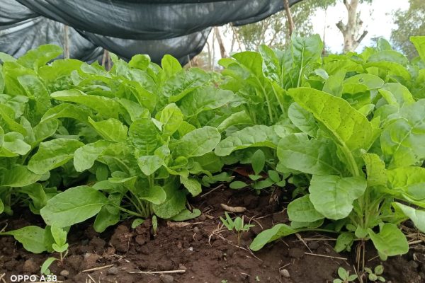 seedling nurserybed (2)